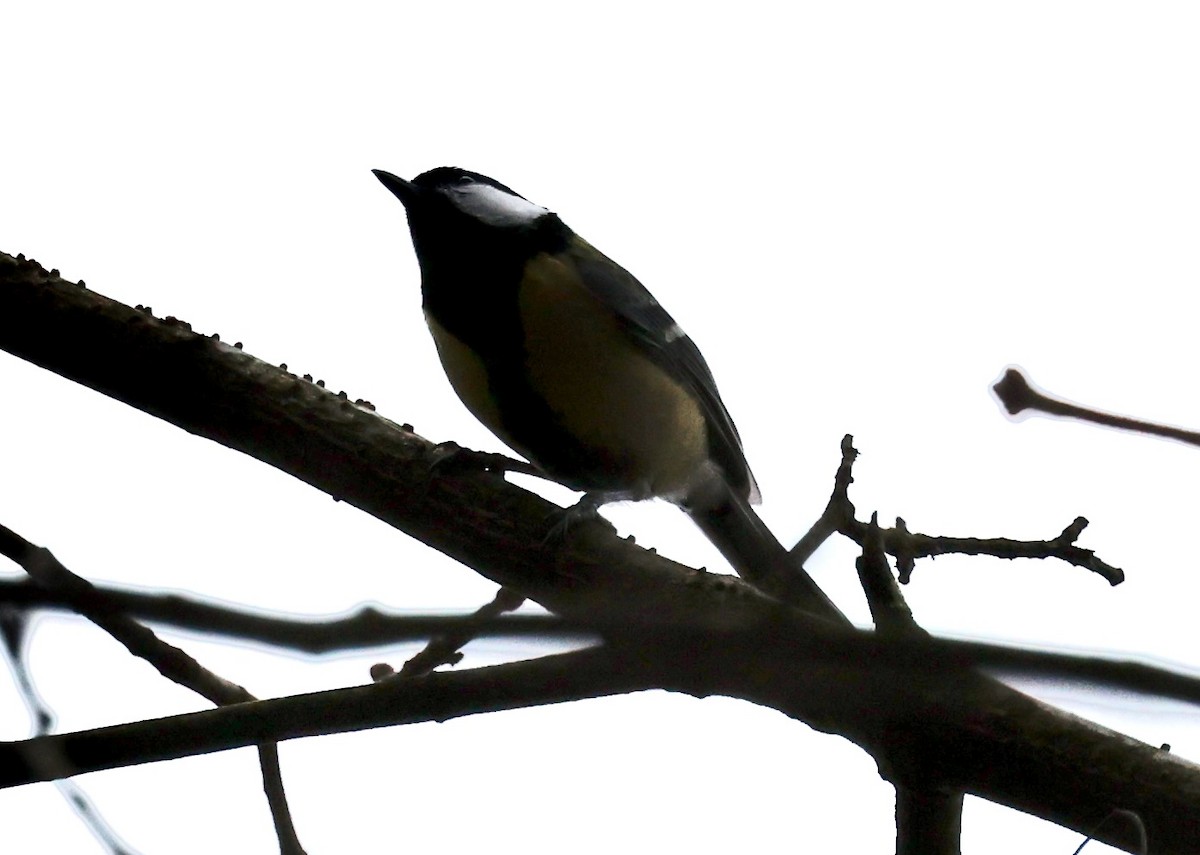 Kohlmeise - ML646352337