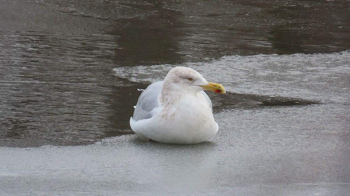 American Herring Gull - ML646352340