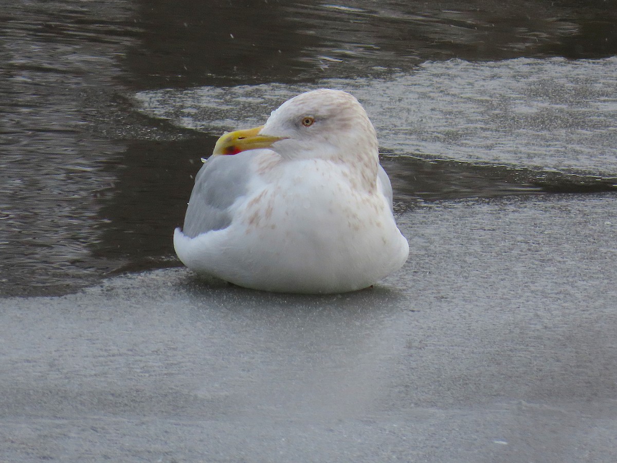 American Herring Gull - ML646352341