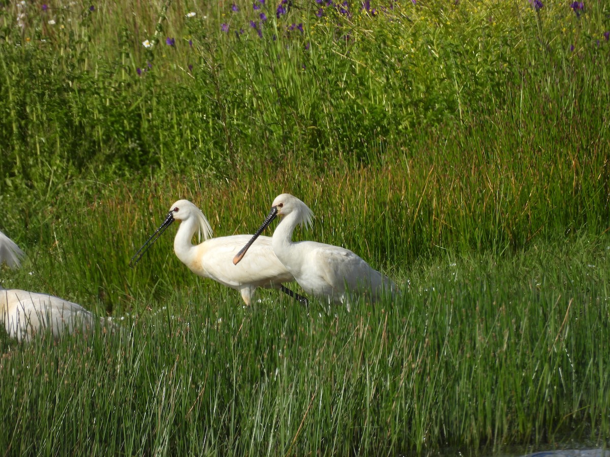 白琵鷺 - ML646352343