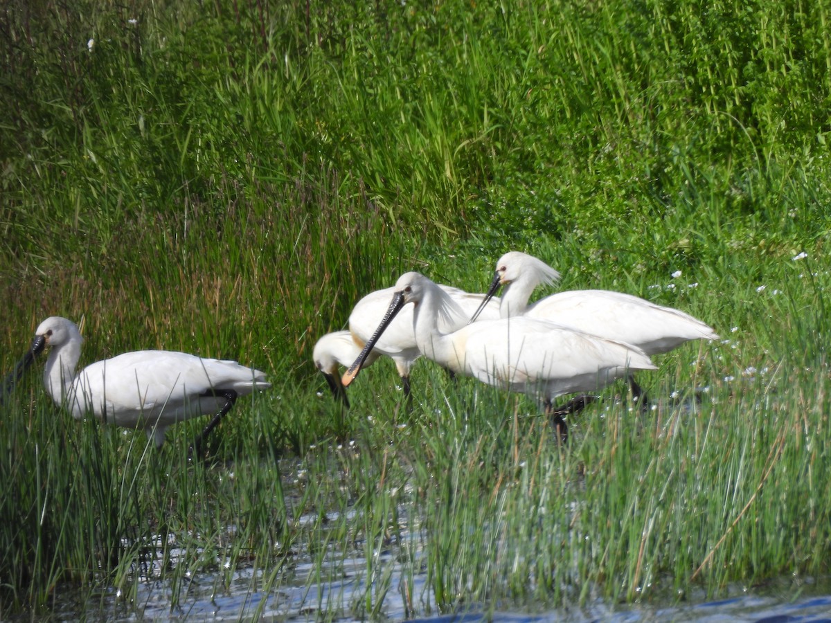 白琵鷺 - ML646352346