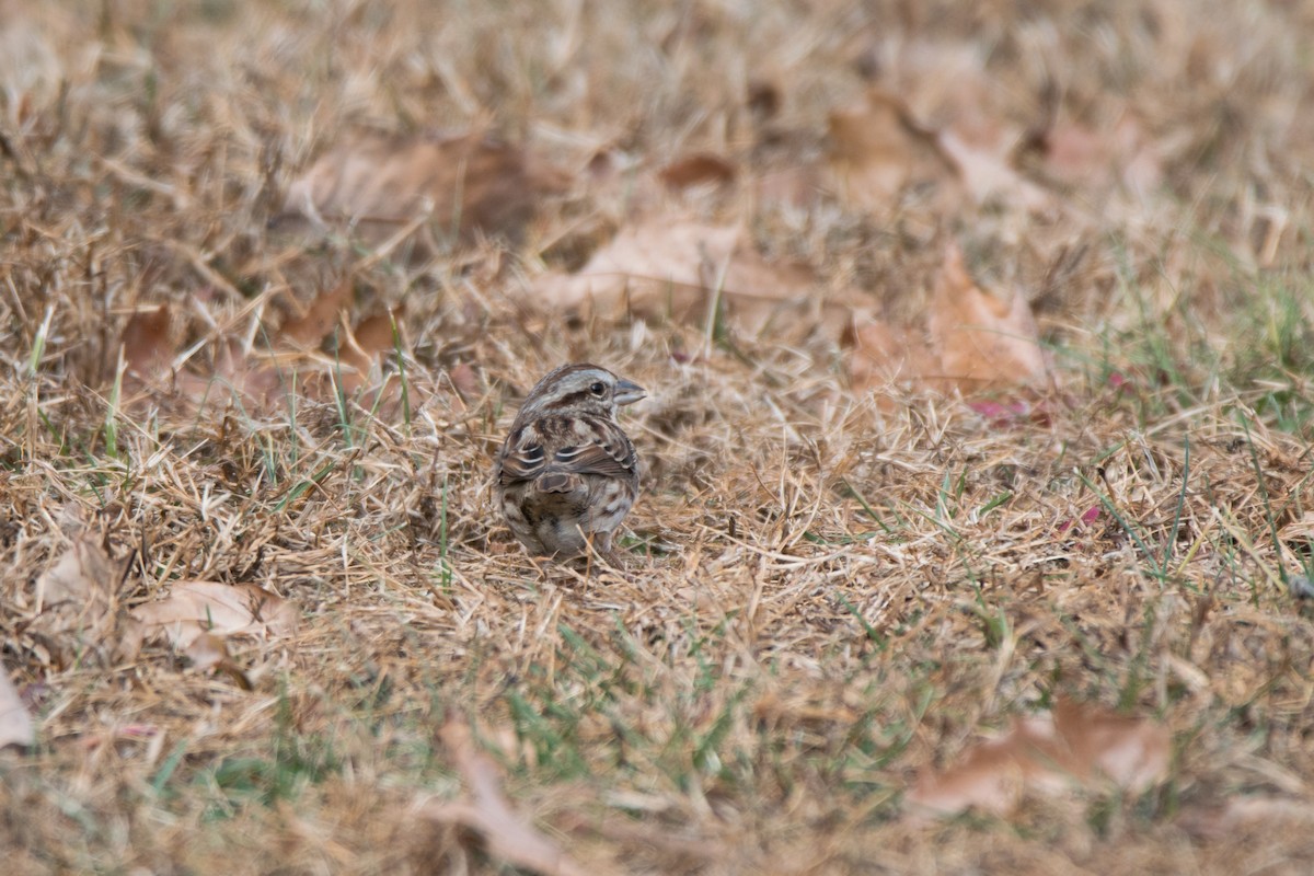Song Sparrow - ML646352348