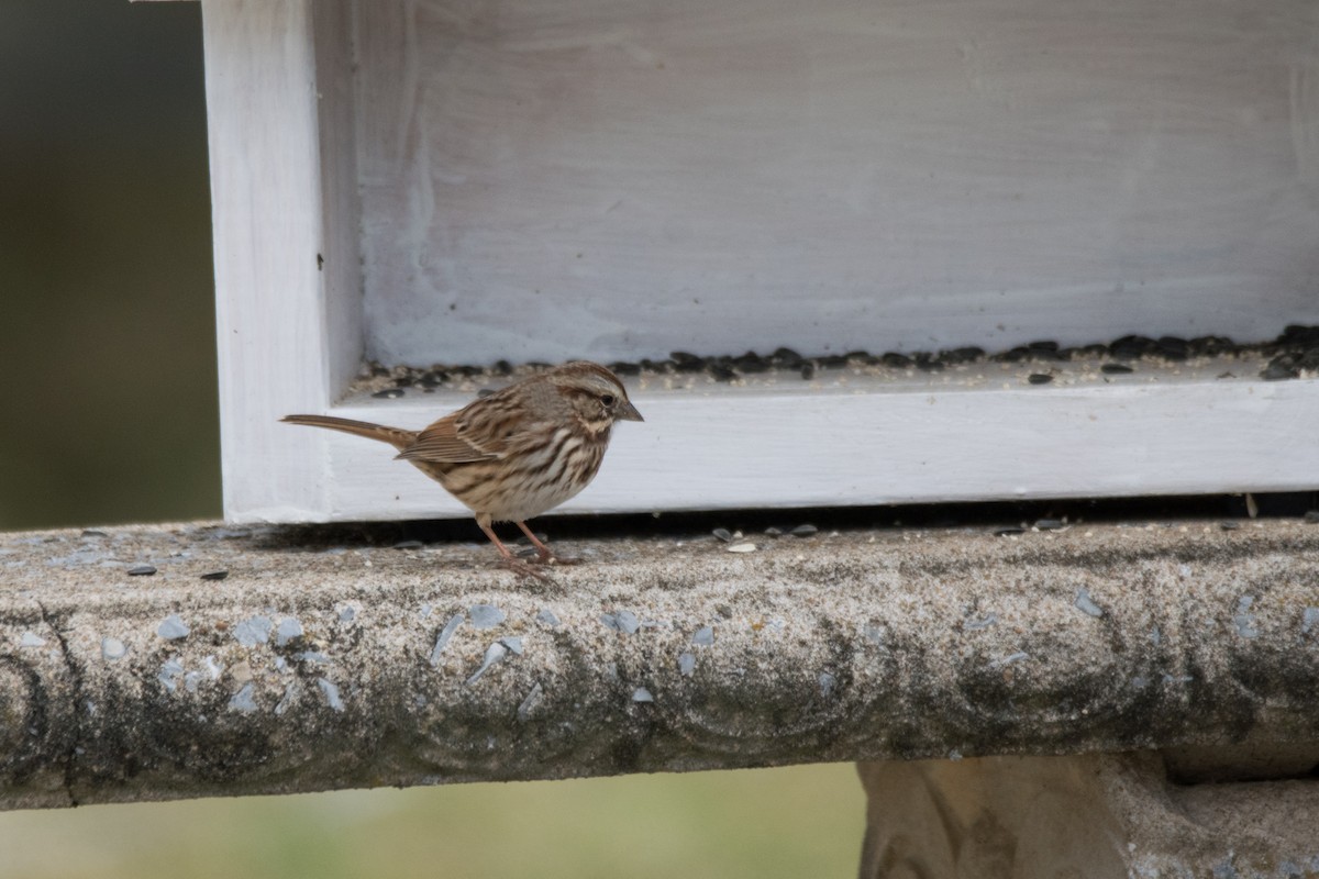 Song Sparrow - ML646352349
