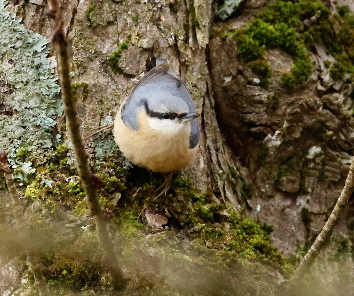 Kleiber - ML646352352