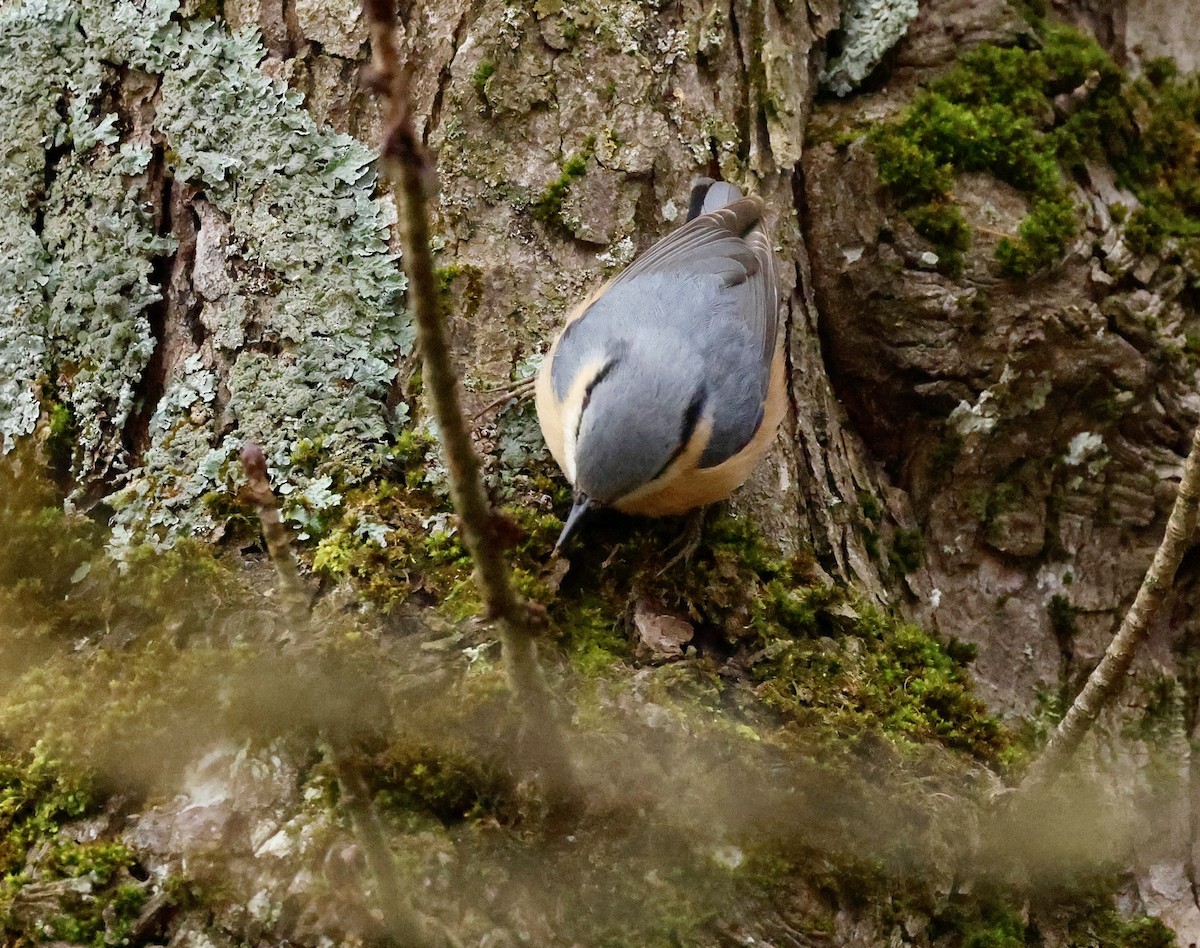 Kleiber - ML646352353