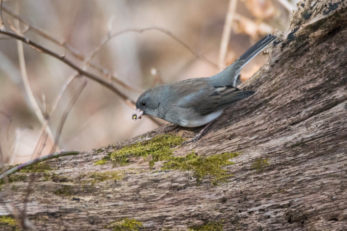 Dark-eyed Junco - ML646352354