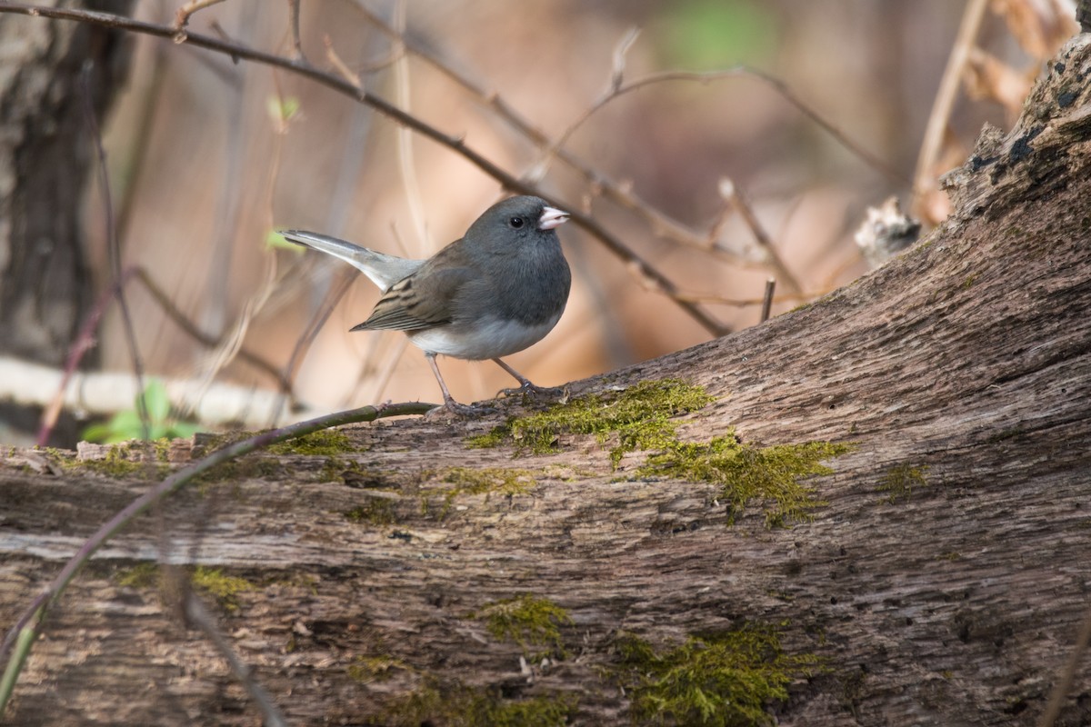 Dark-eyed Junco - ML646352355