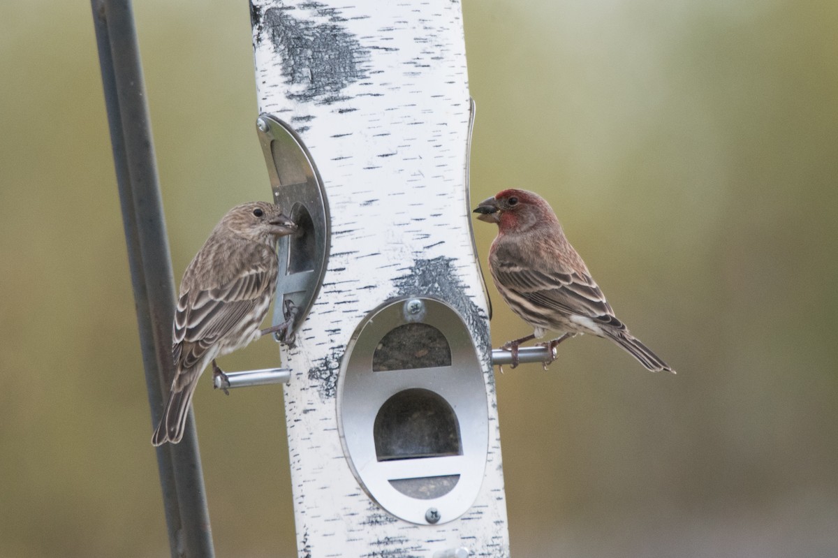 House Finch - ML646352359