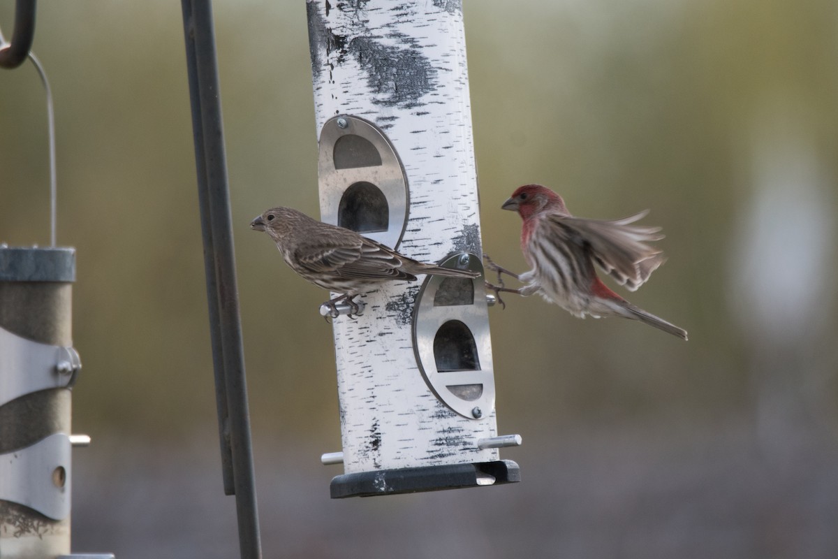 House Finch - ML646352360