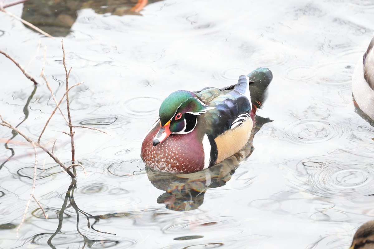 Anatra sposa - ML646352361