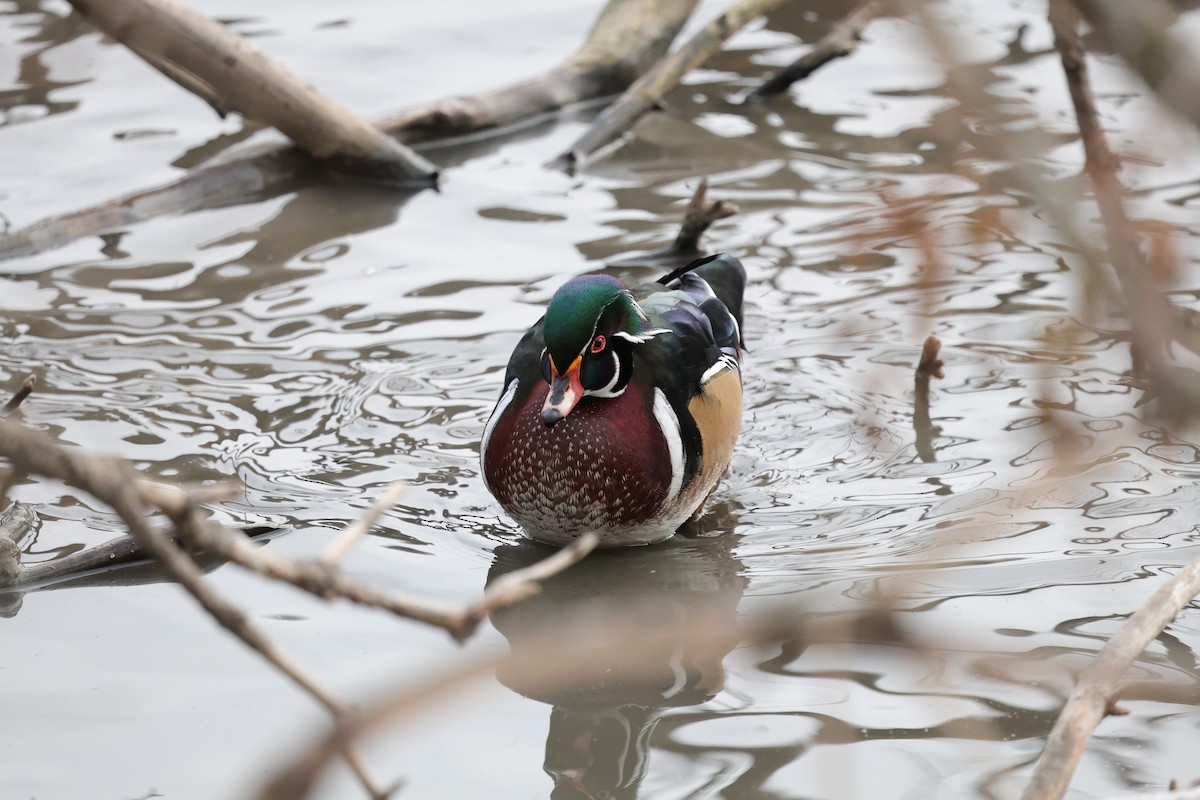 Anatra sposa - ML646352362