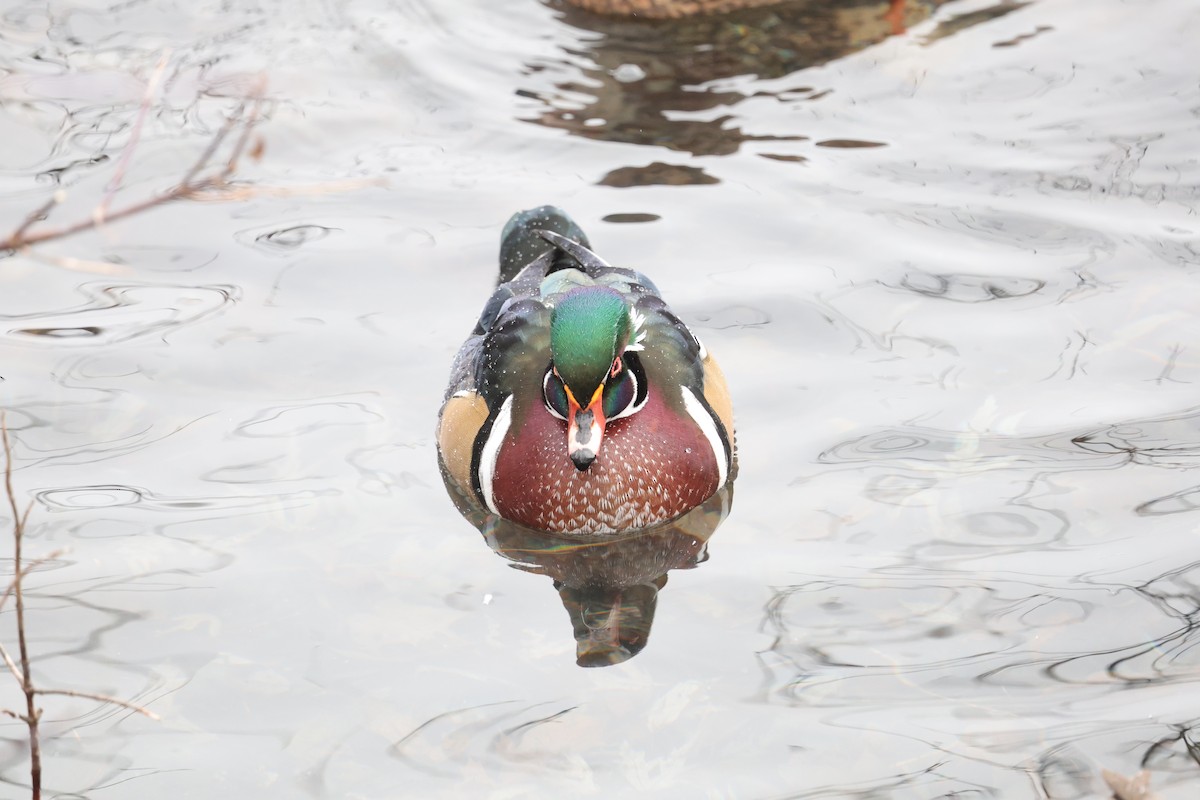 Anatra sposa - ML646352363