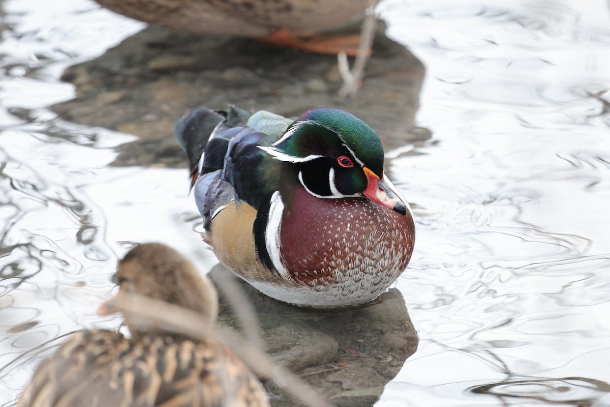 Anatra sposa - ML646352364