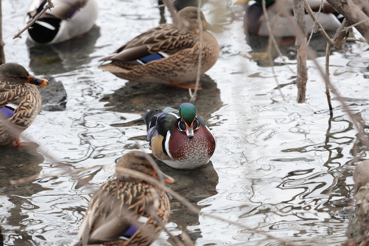 Anatra sposa - ML646352365