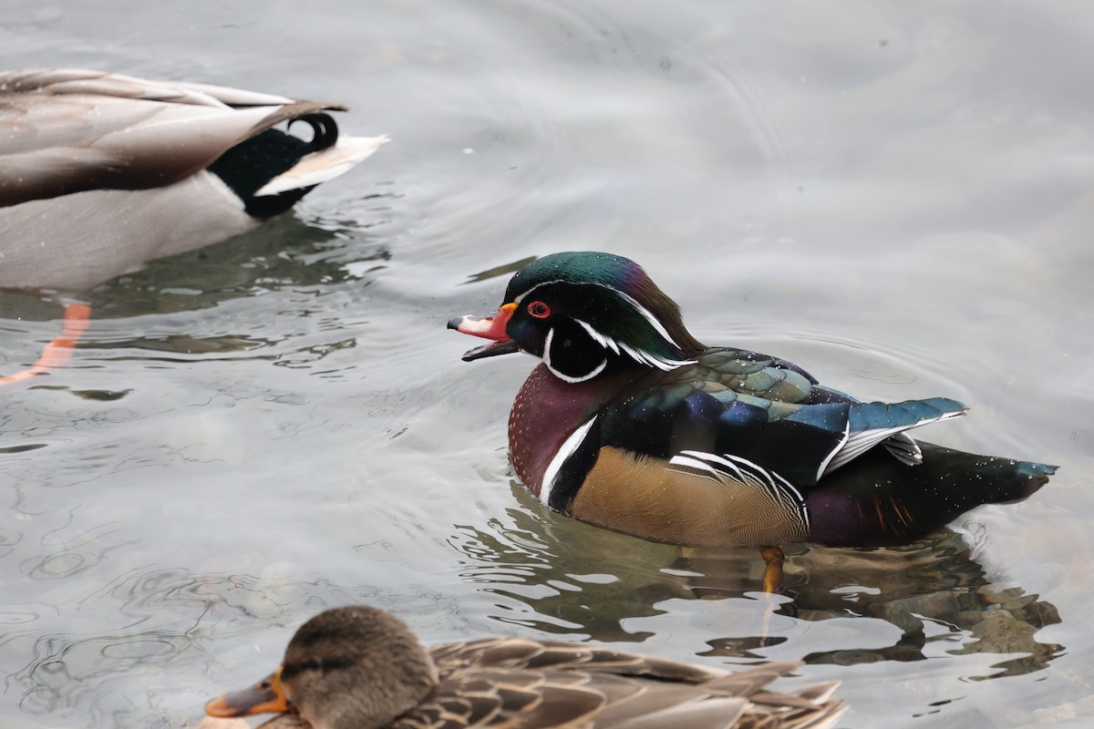 Anatra sposa - ML646352366