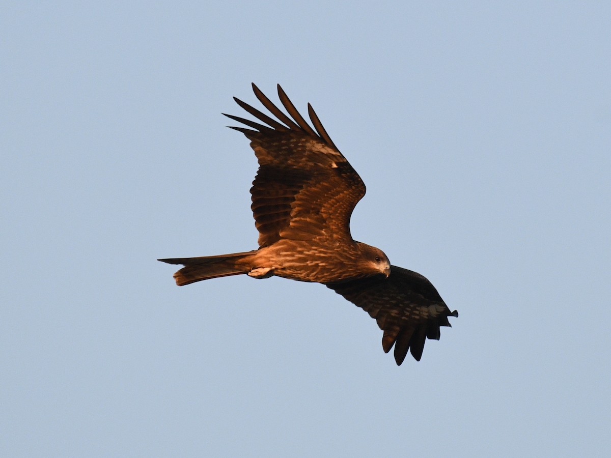 Black Kite - ML646352370