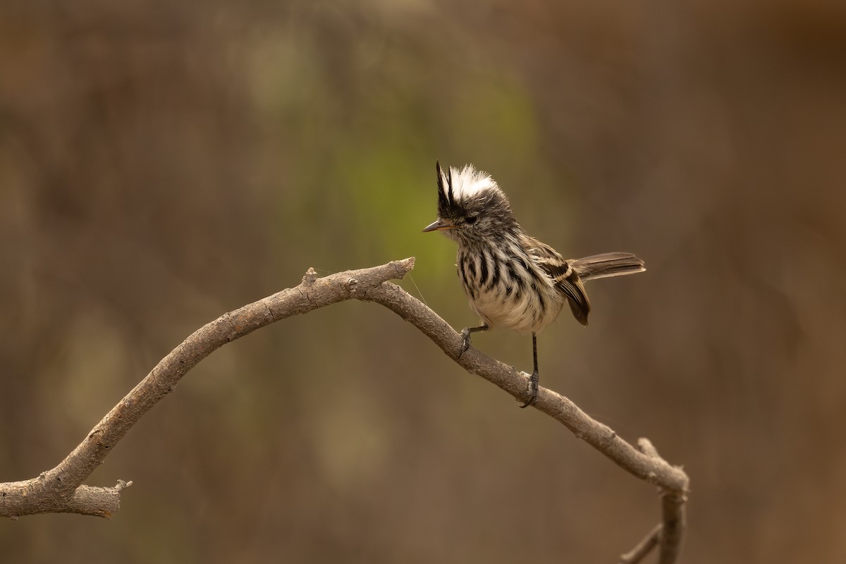 Pied-crested Tit-Tyrant - ML646352372