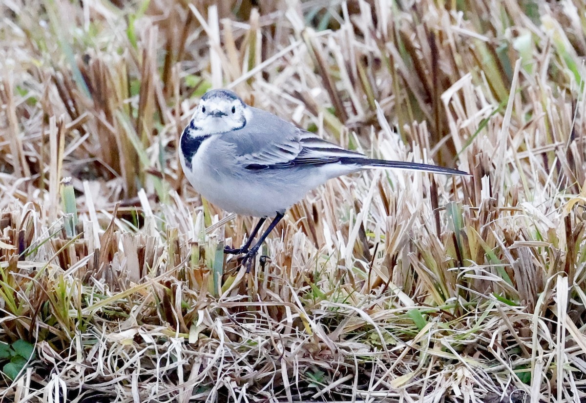 Bachstelze (alba/dukhunensis) - ML646352373