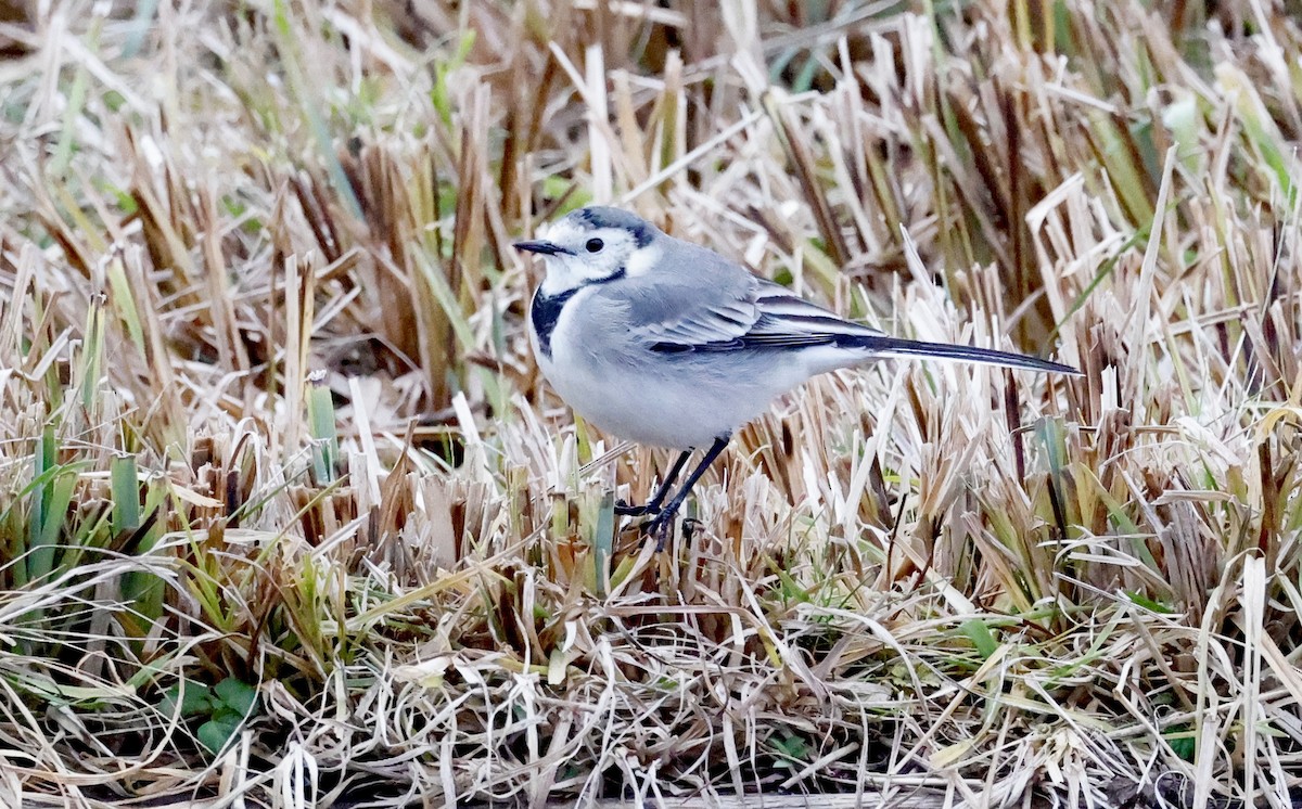 Bachstelze (alba/dukhunensis) - ML646352374