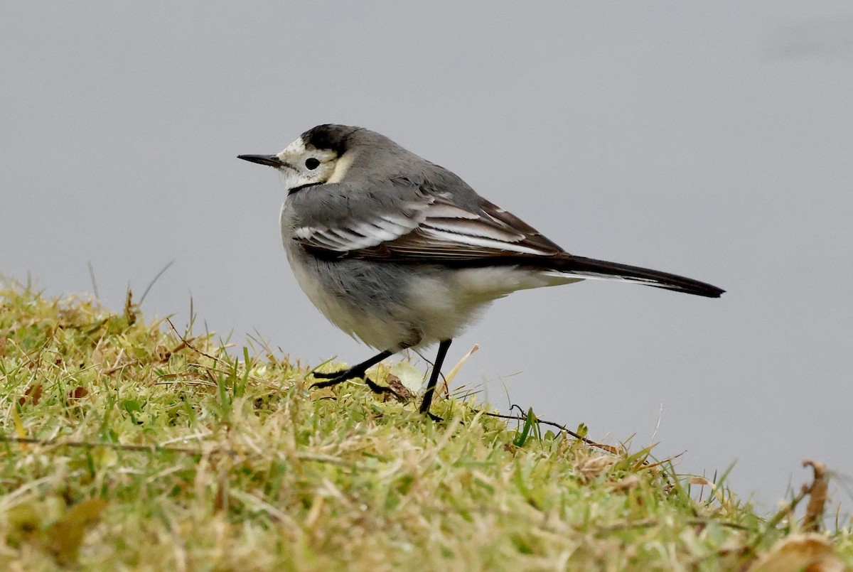 Bachstelze (alba/dukhunensis) - ML646352375