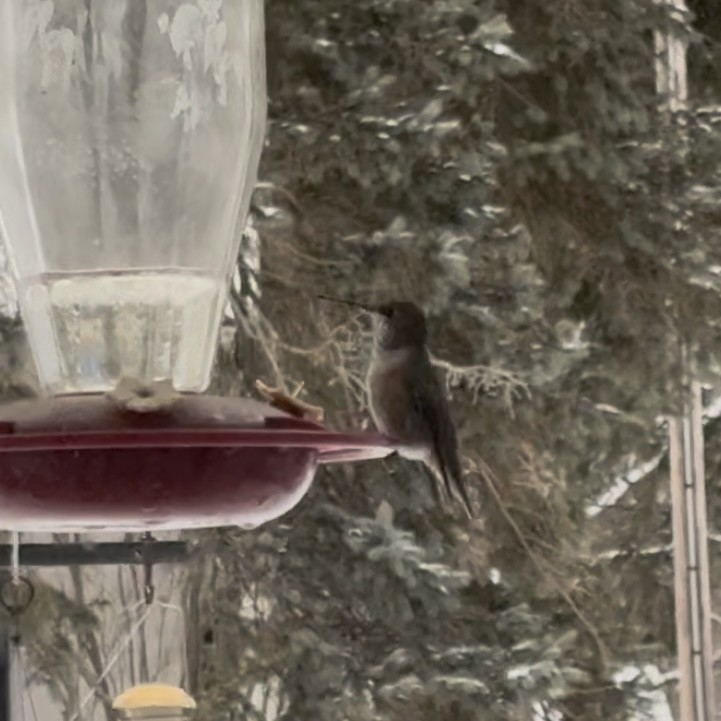 Rufous Hummingbird - ML646352382