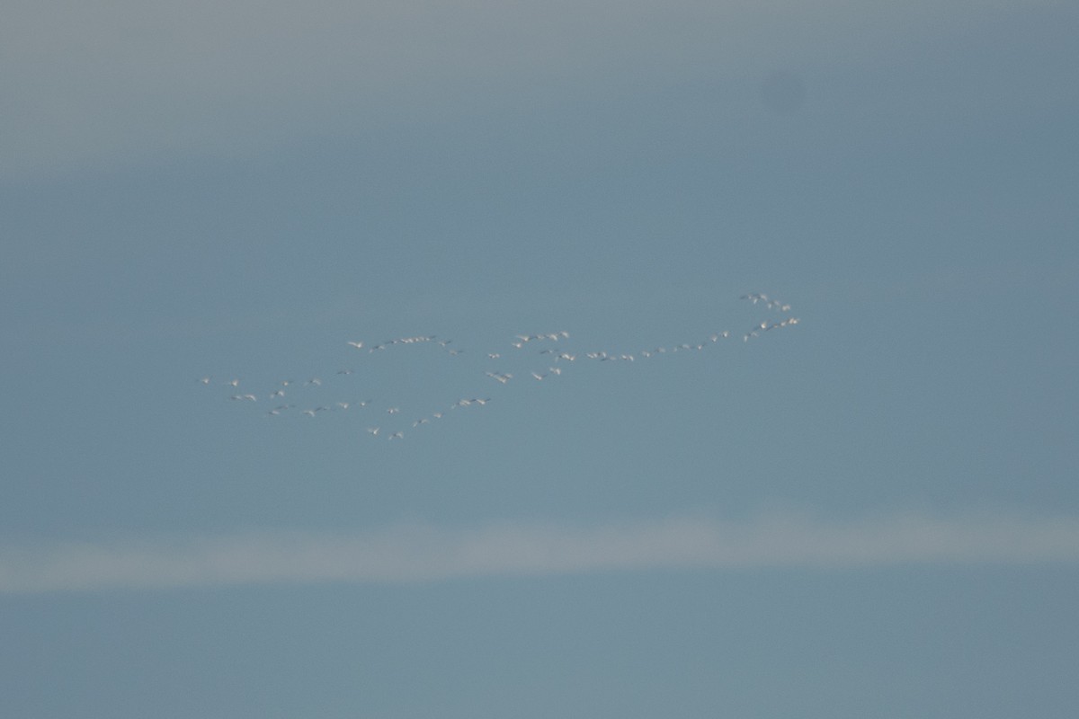 Tundra Swan - ML646352387