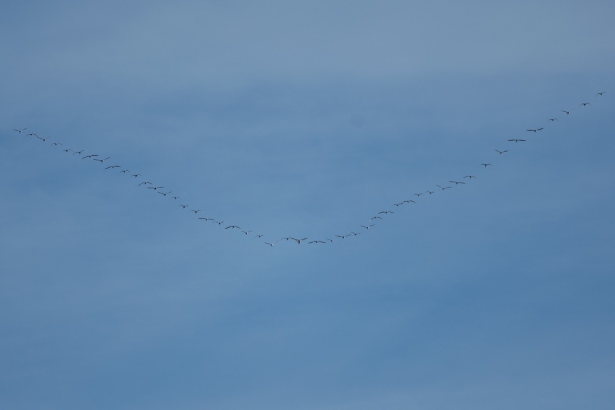 Tundra Swan - ML646352388