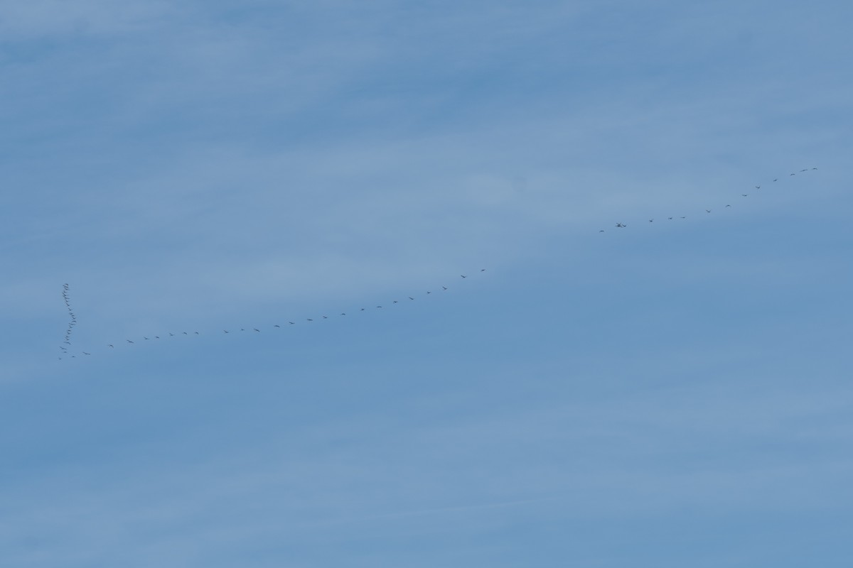 Tundra Swan - ML646352389