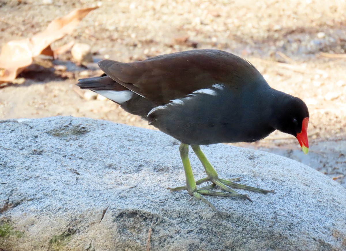 סופית אמריקנית - ML646352390