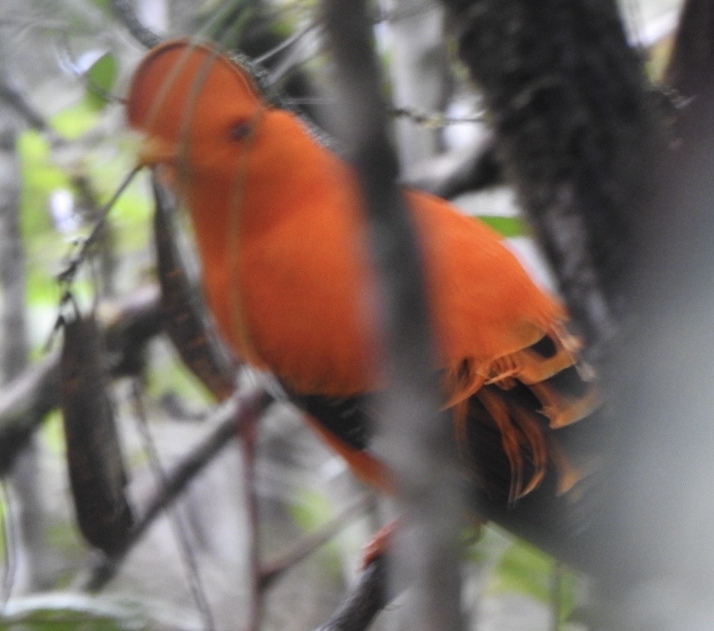 Guianan Cock-of-the-rock - ML646352392