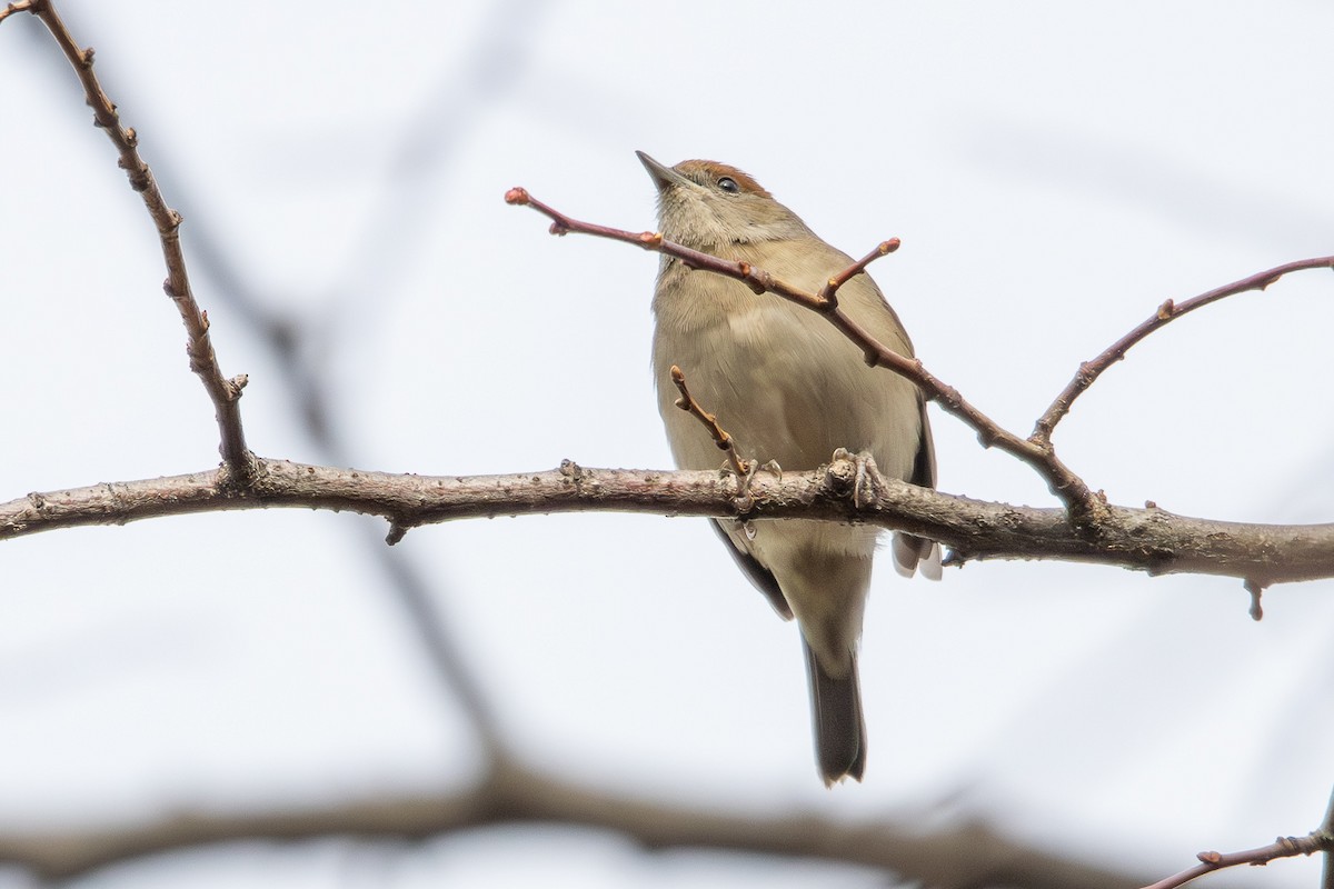 Eurasian Blackcap - ML646352394