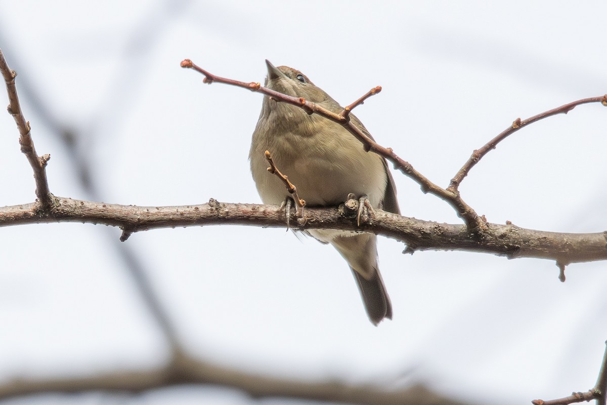 Eurasian Blackcap - ML646352395