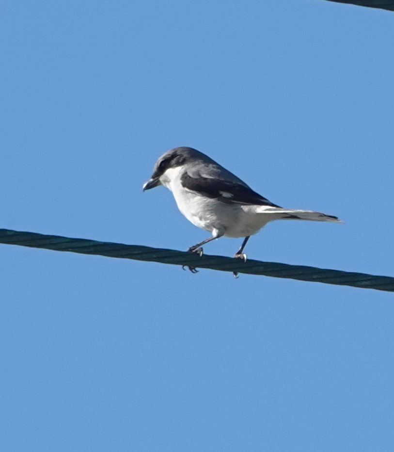 Loggerhead Shrike - ML646352405