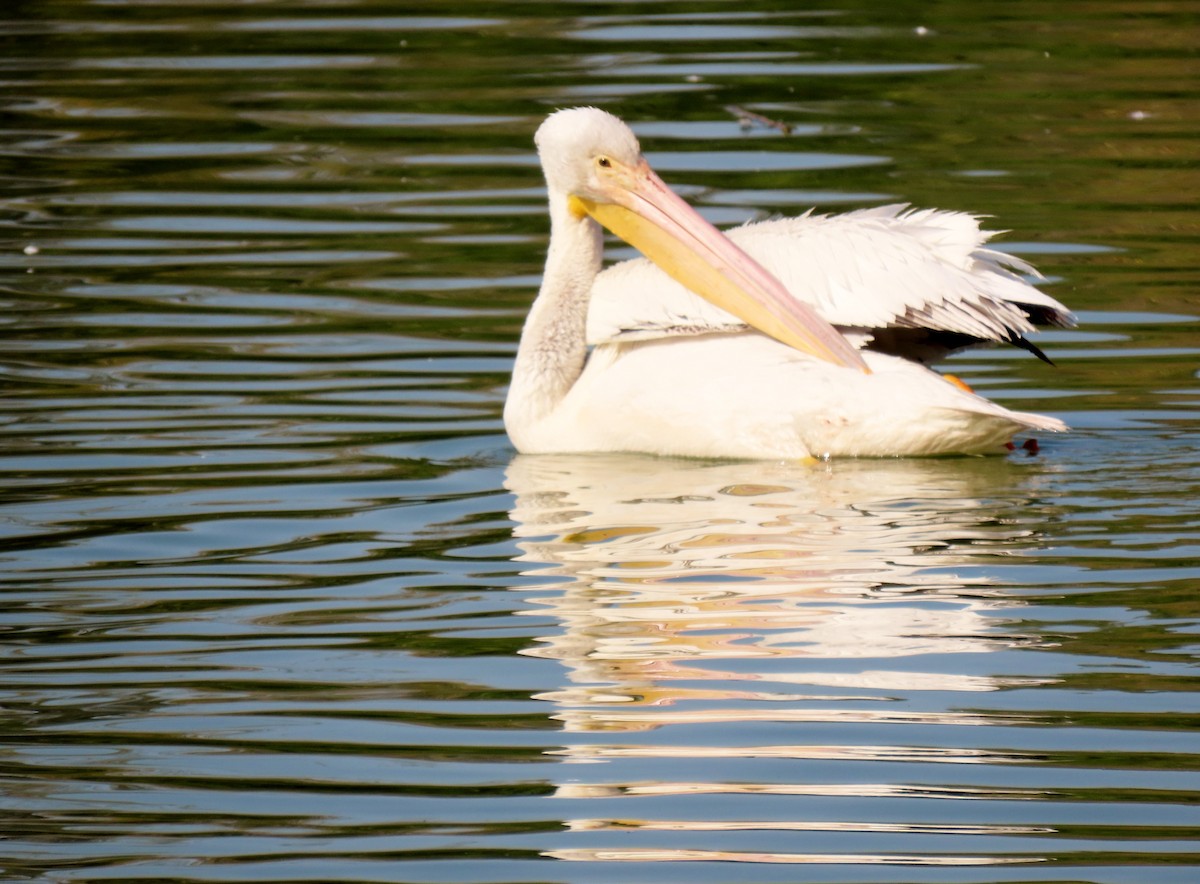 American White Pelican - ML646352406