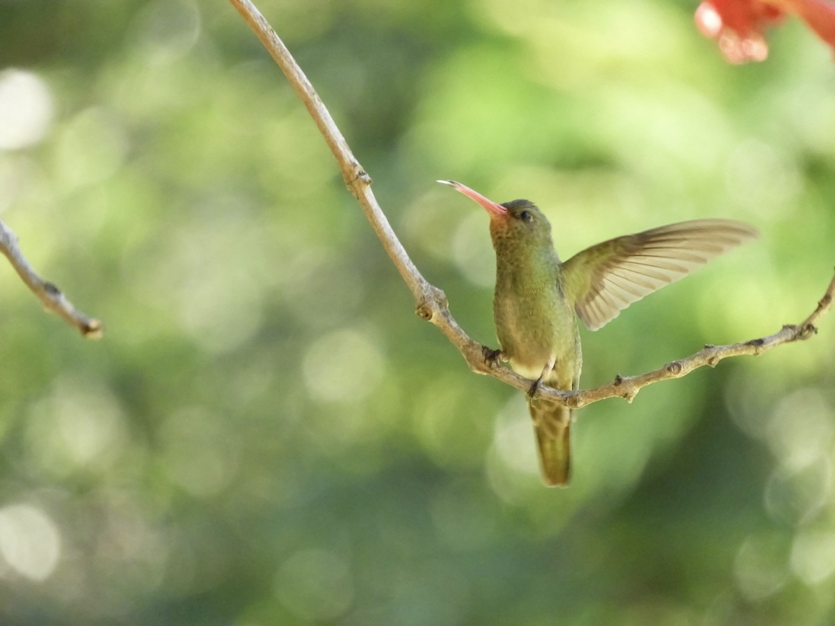 Gilded Hummingbird - ML646352410