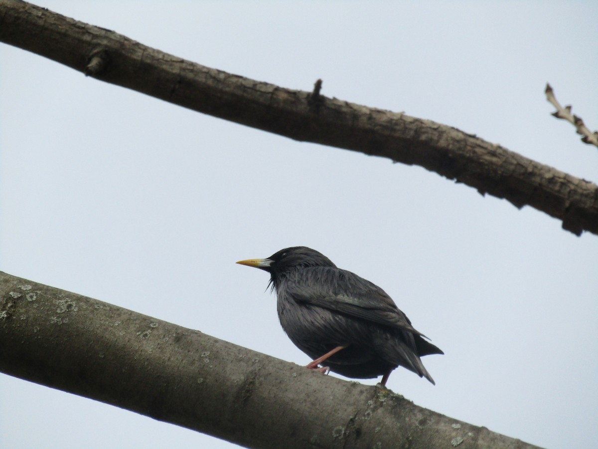 Spotless Starling - ML646352412