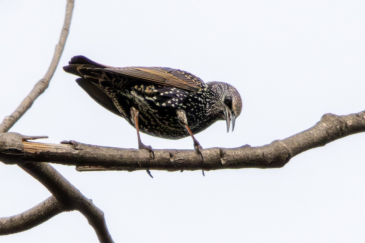 European Starling - ML646352413