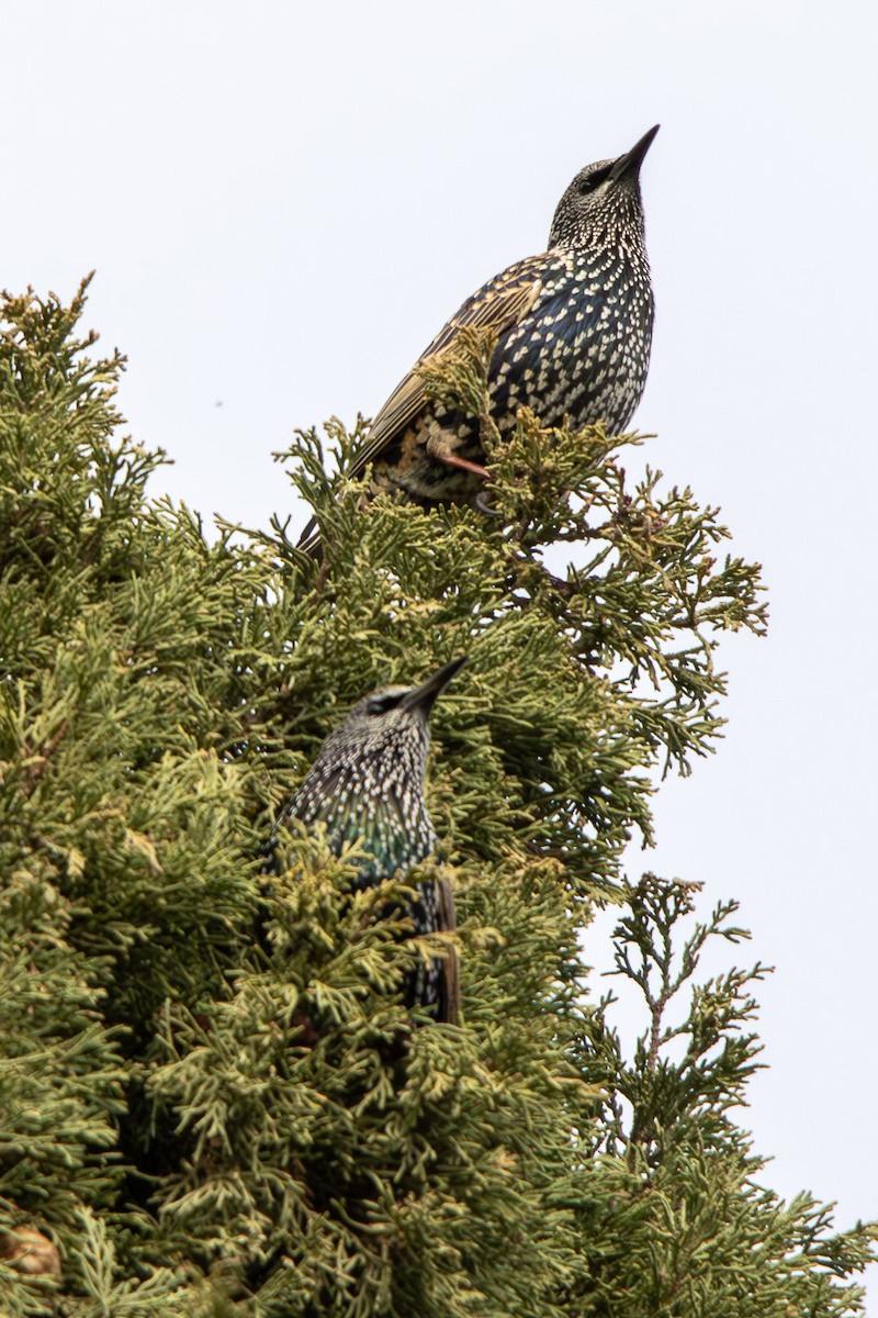 European Starling - ML646352414