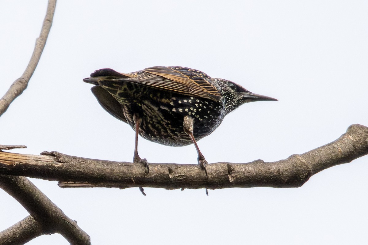 European Starling - ML646352415