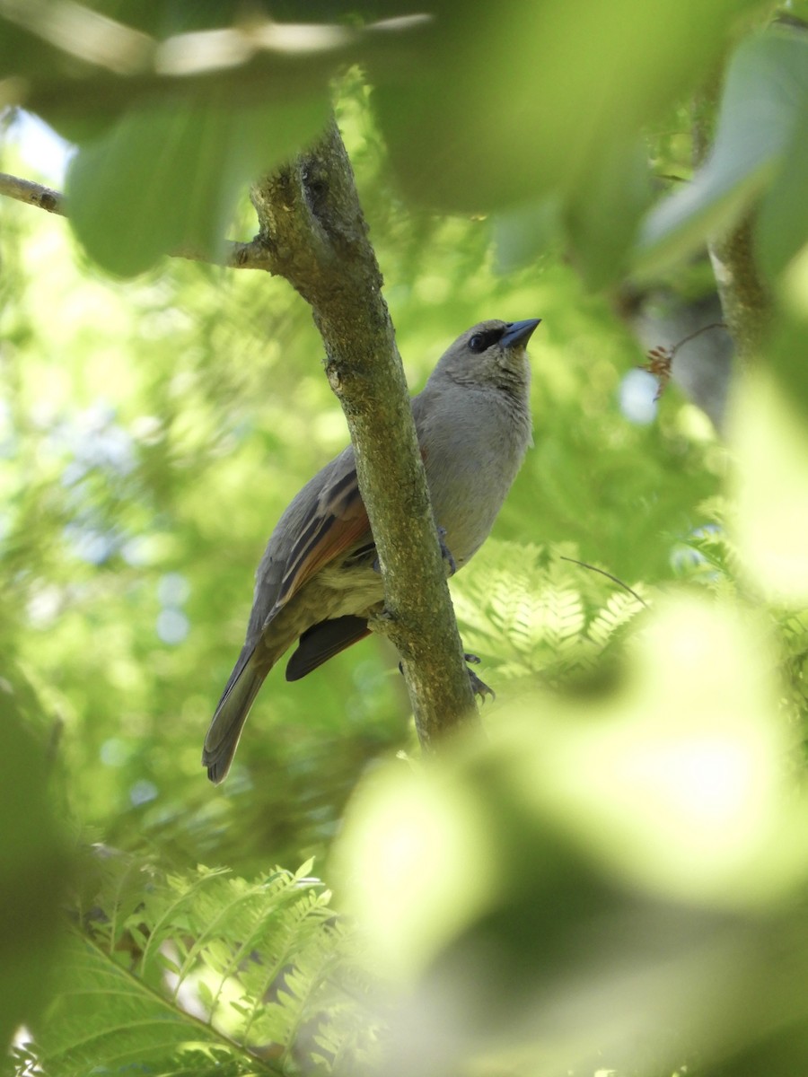 Grayish Baywing - ML646352416