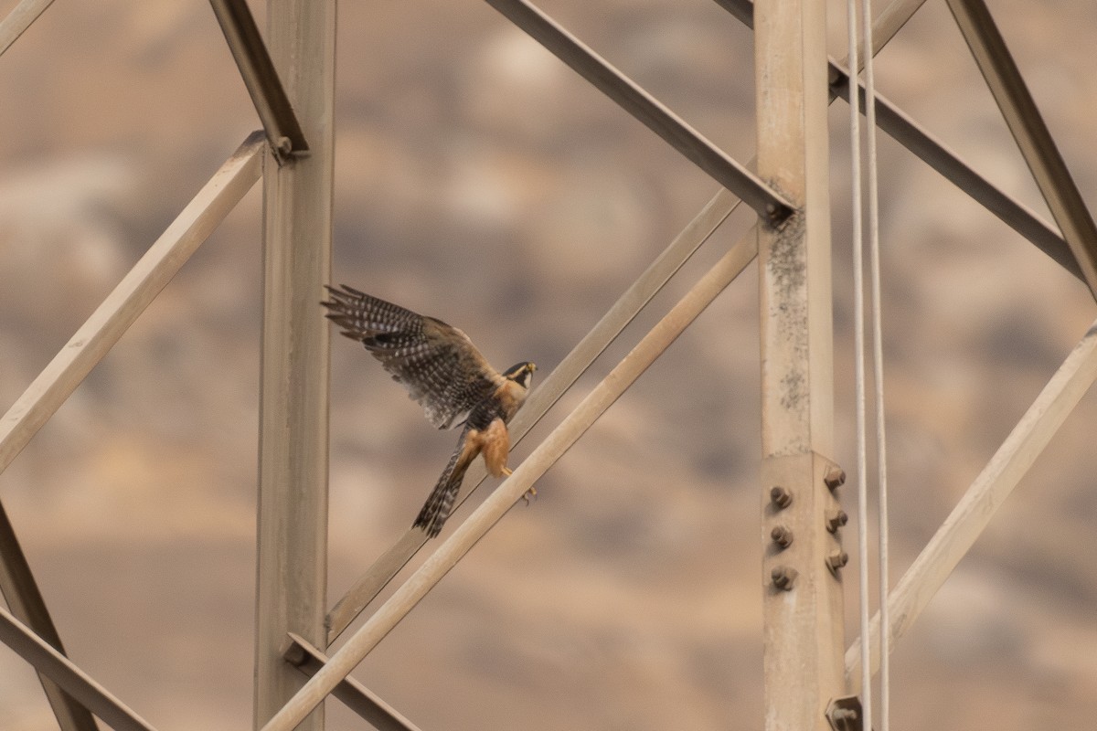 Aplomado Falcon - ML646352419