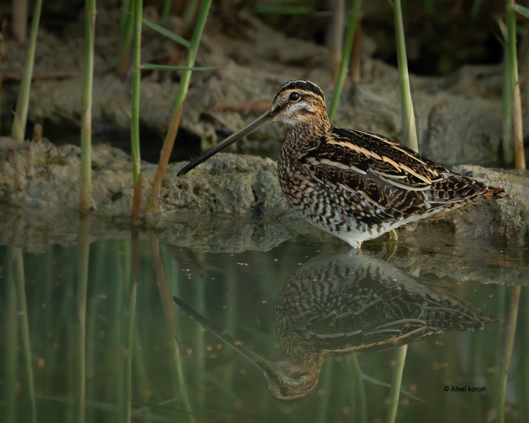 田鷸 - ML646352420