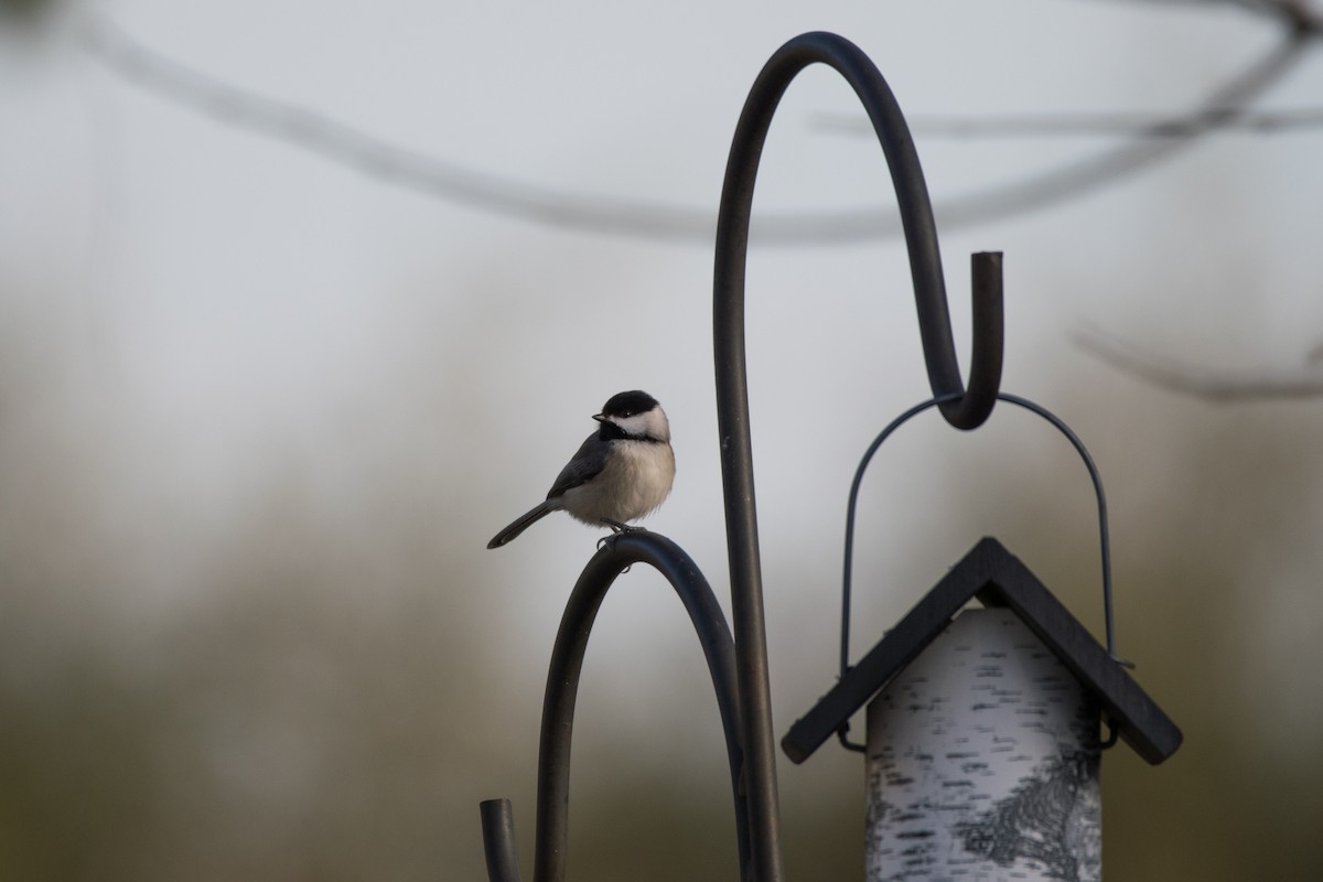 Carolina Chickadee - ML646352421