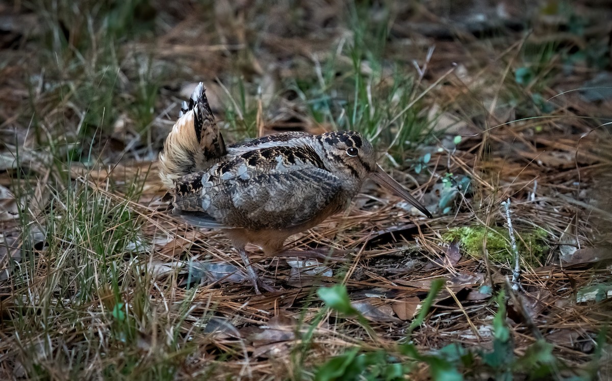 American Woodcock - ML646352422