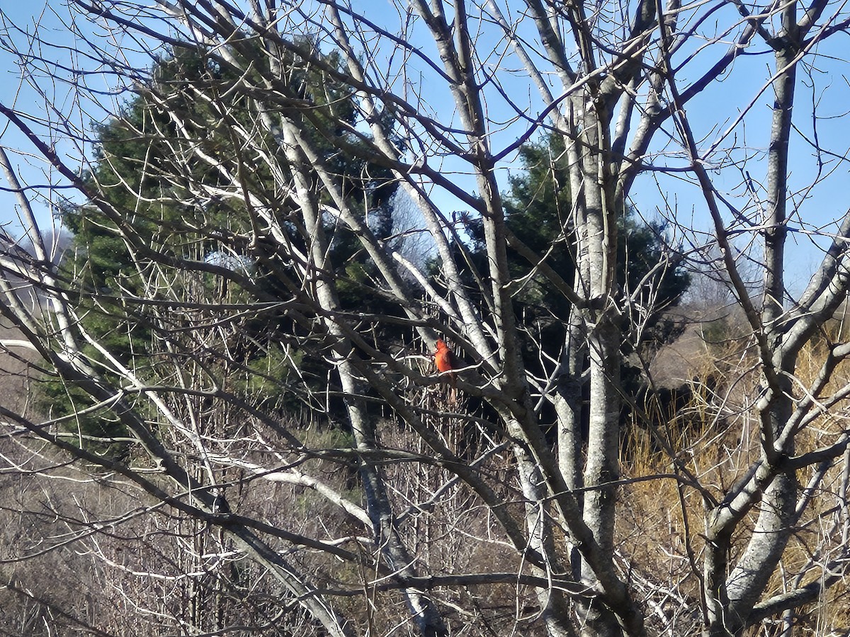 ショウジョウコウカンチョウ - ML646352423