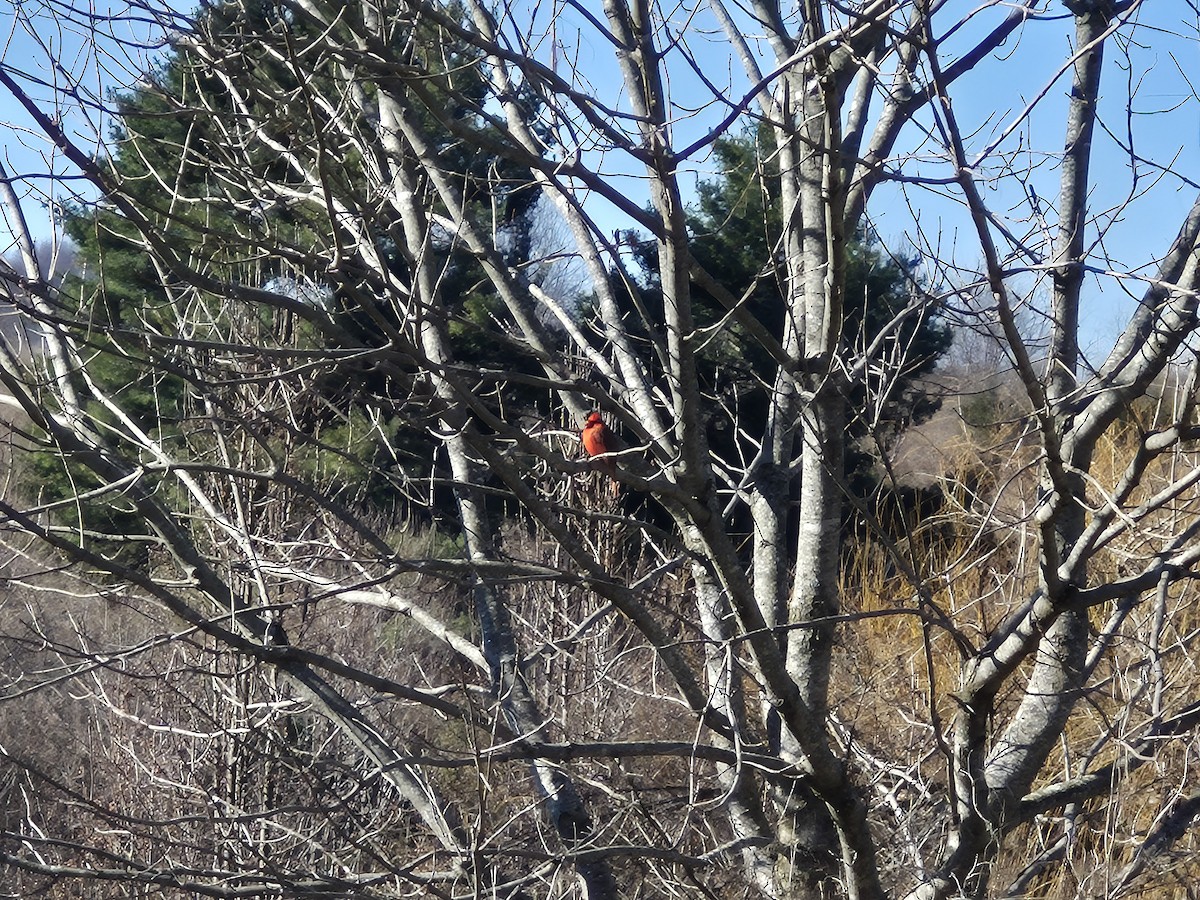 ショウジョウコウカンチョウ - ML646352424