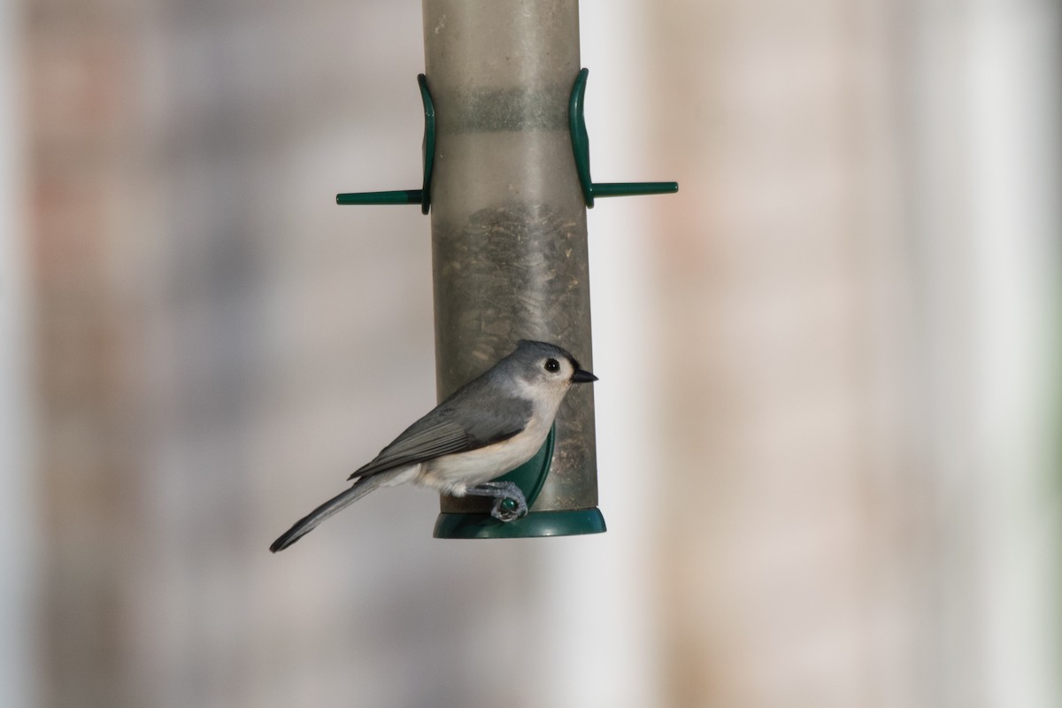 Tufted Titmouse - ML646352427