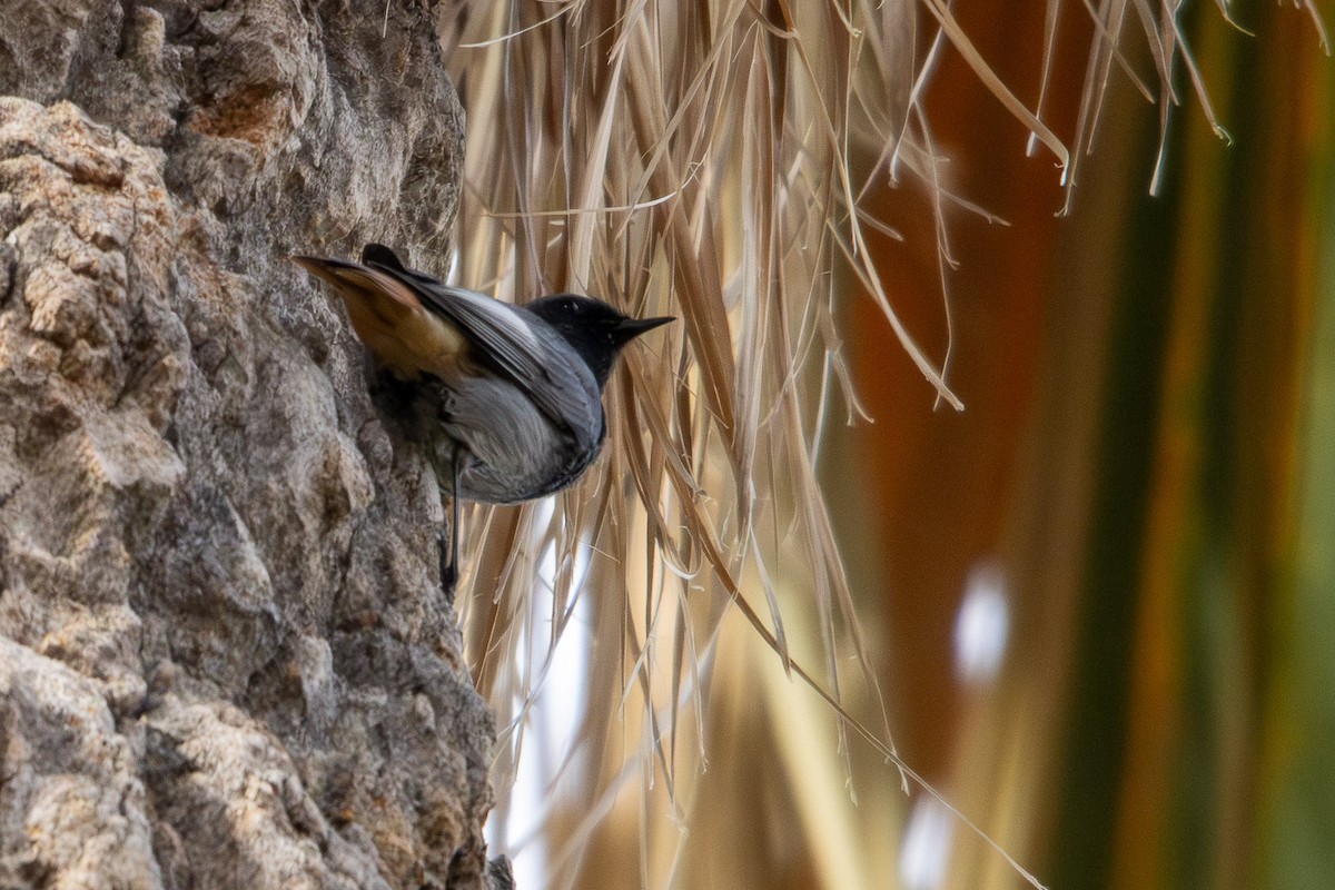 Black Redstart - ML646352438