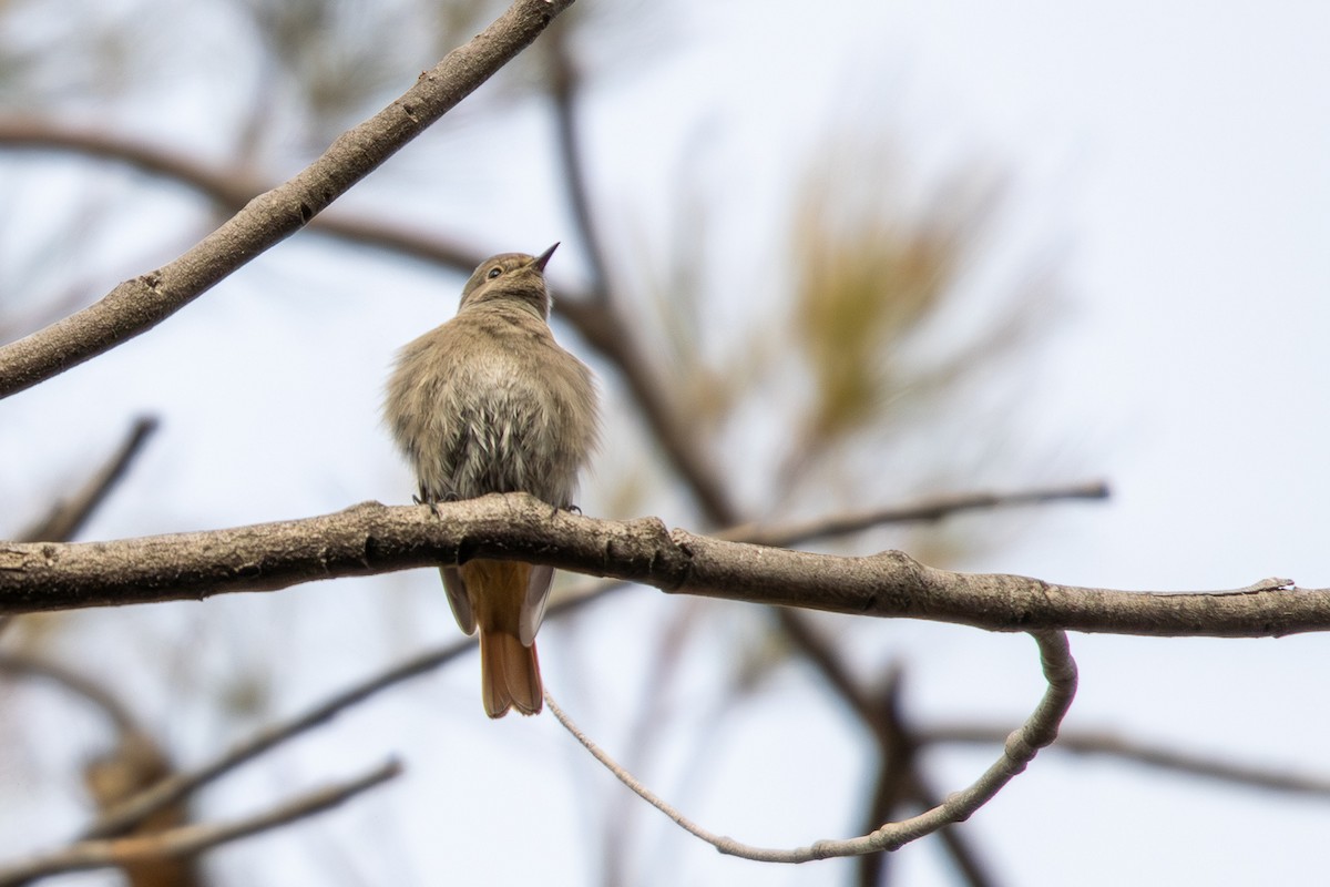 Black Redstart - ML646352439