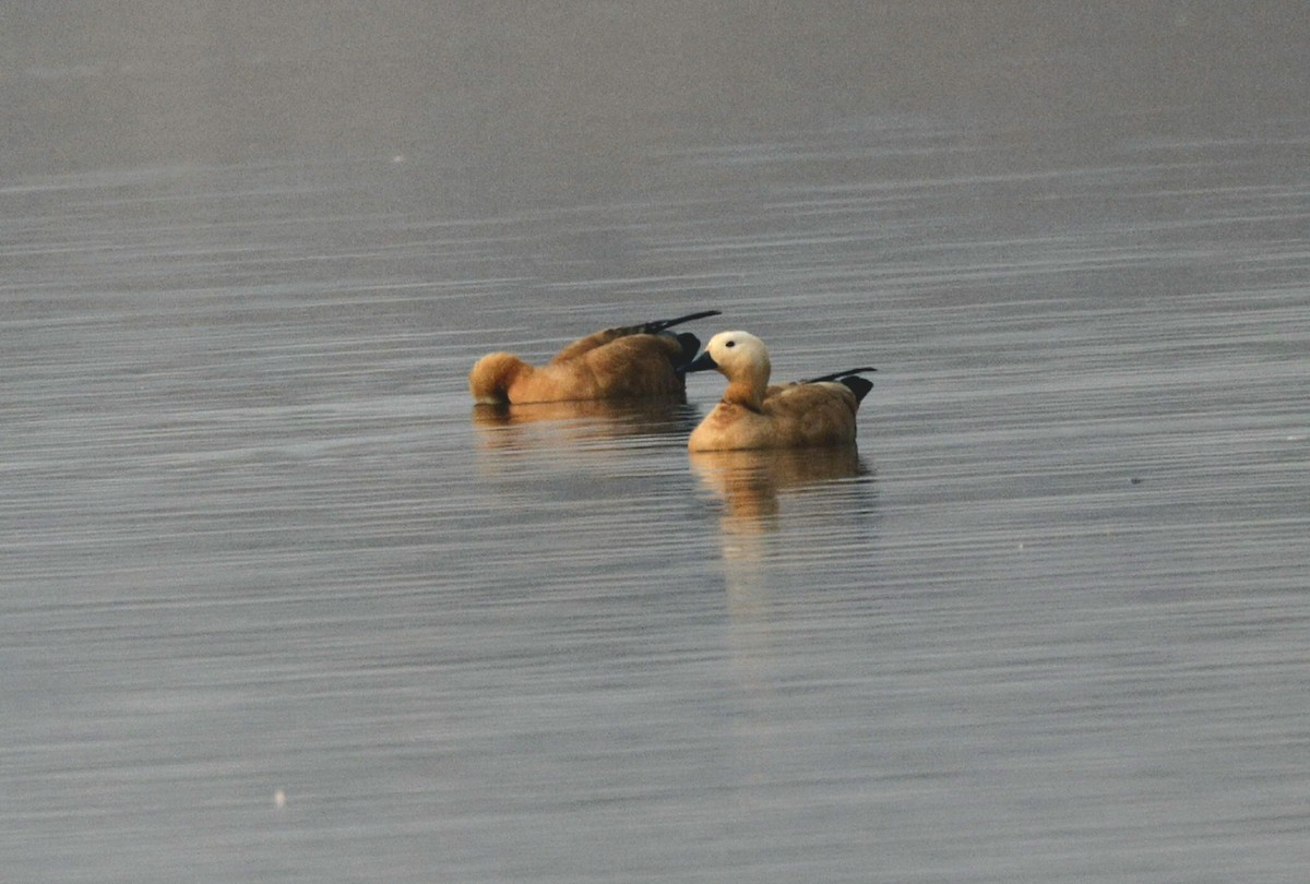 Ruddy Shelduck - ML646352441